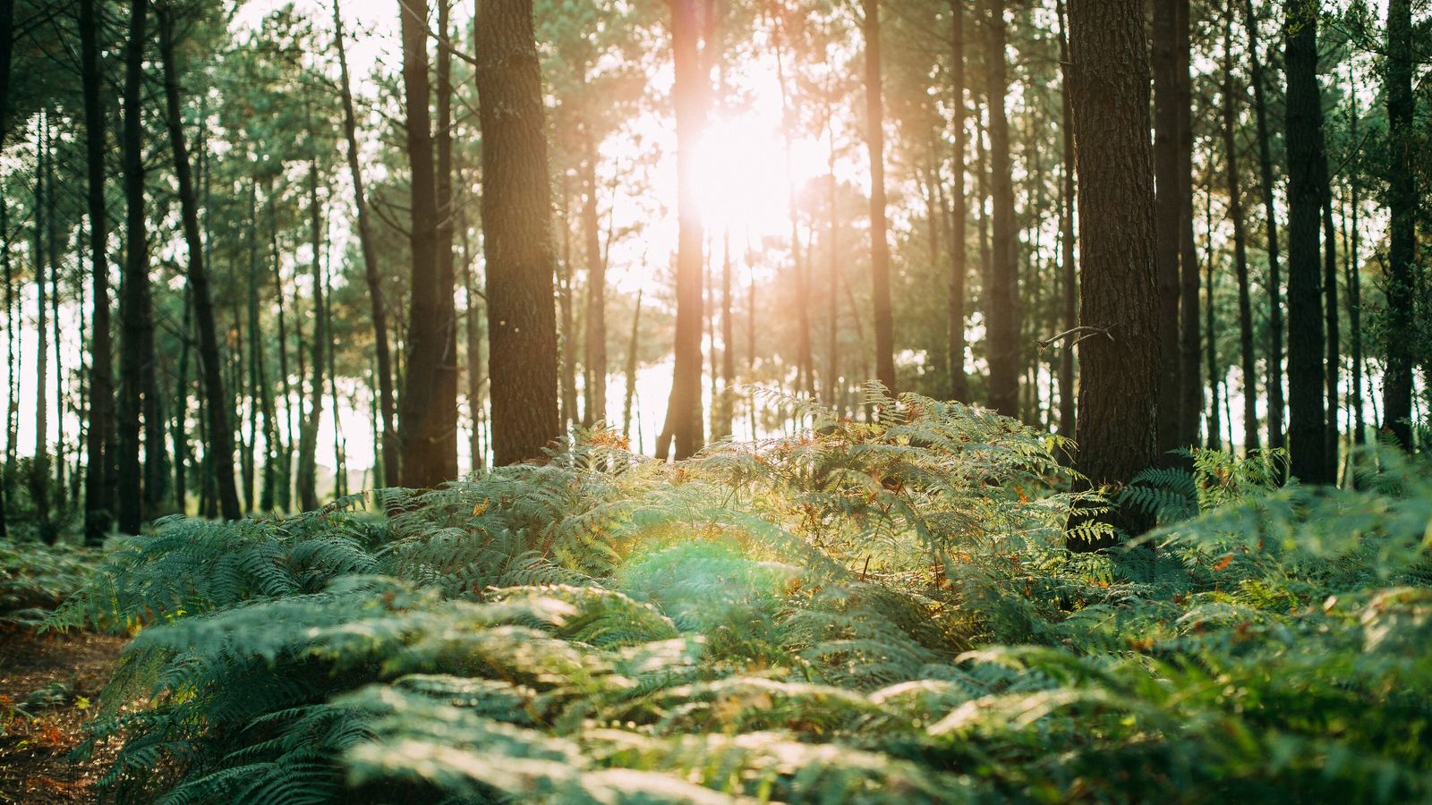 Forêt apaisante – symbole de la nature
